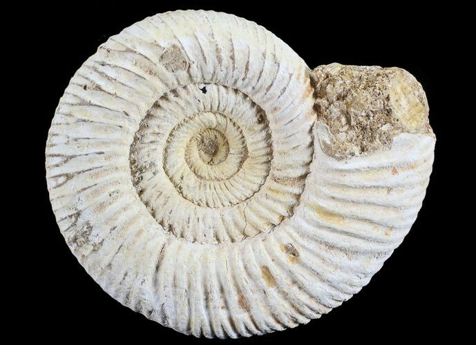 Perisphinctes Ammonite - Jurassic #68181